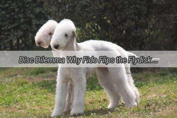 Disc Dilemma Why Fido Flips the Flydisk Flop  A Tale of Unseen Canine Intentions